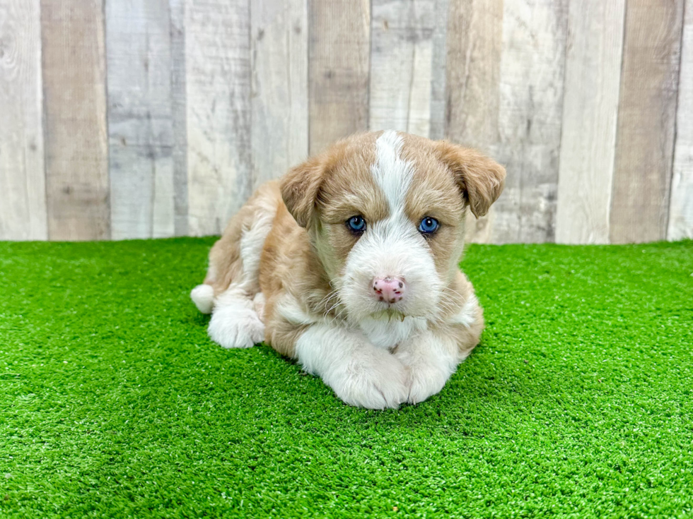 Cute Husky Poo Poodle Mix Puppy