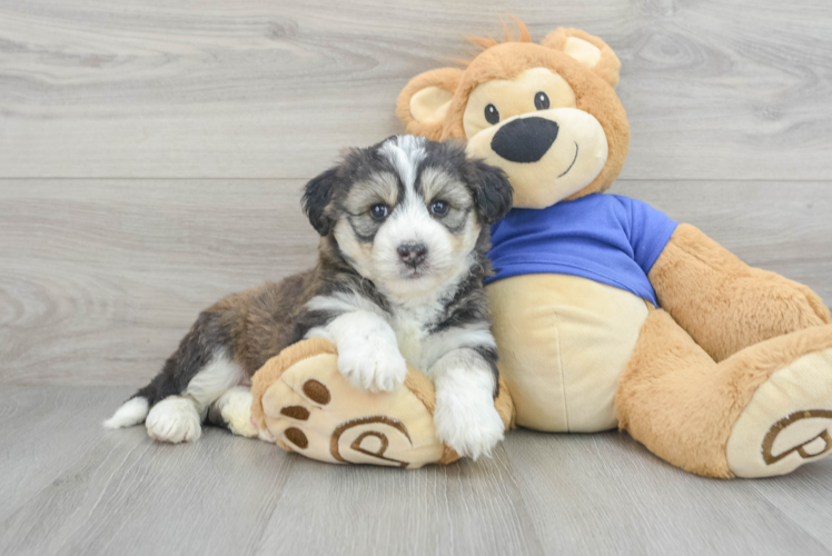 Cute Husky Poo Poodle Mix Puppy