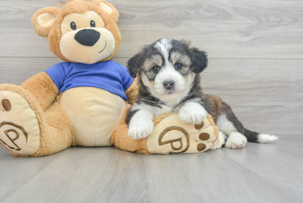 Cute Husky Poo Poodle Mix Puppy