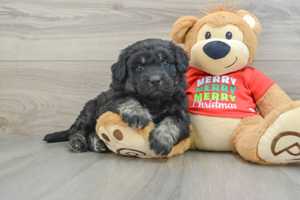 Cute Mini Huskydoodle Poodle Mix Pup