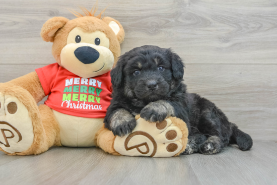 Cute Mini Huskydoodle Poodle Mix Pup