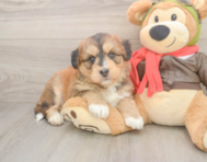 5 week old Mini Huskydoodle Puppy For Sale - Premier Pups