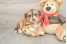 Best Mini Huskydoodle Baby