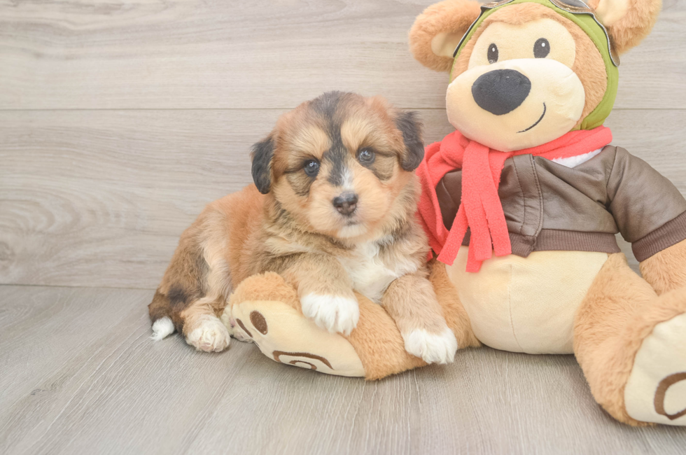 5 week old Mini Huskydoodle Puppy For Sale - Premier Pups