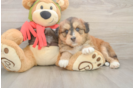 Cute Mini Huskydoodle Poodle Mix Pup