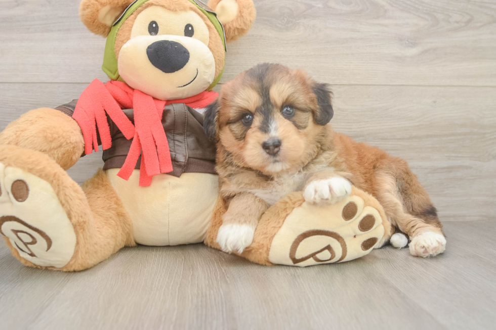 Cute Mini Huskydoodle Poodle Mix Pup