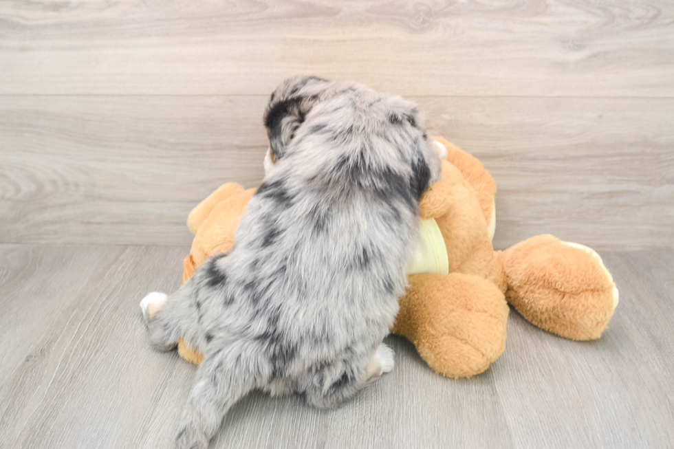 Cute Mini Huskydoodle Poodle Mix Pup
