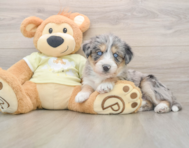 8 week old Mini Huskydoodle Puppy For Sale - Premier Pups