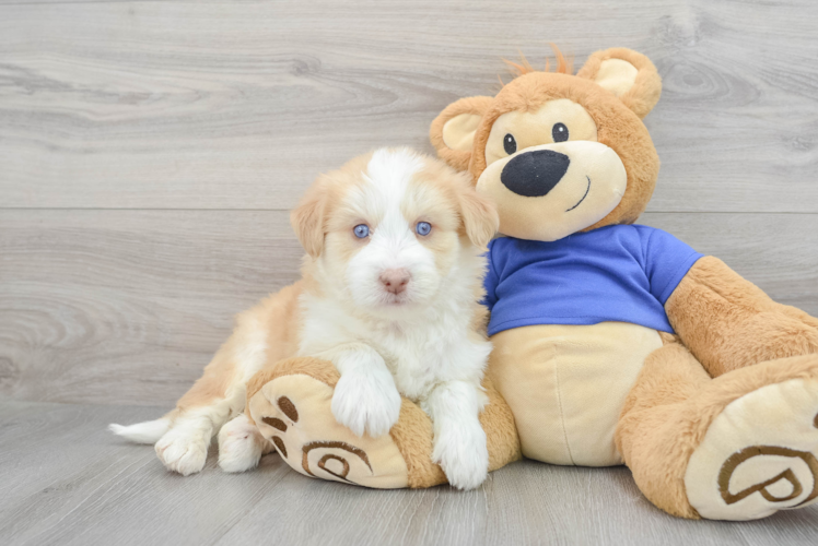 Cute Mini Huskydoodle Poodle Mix Pup