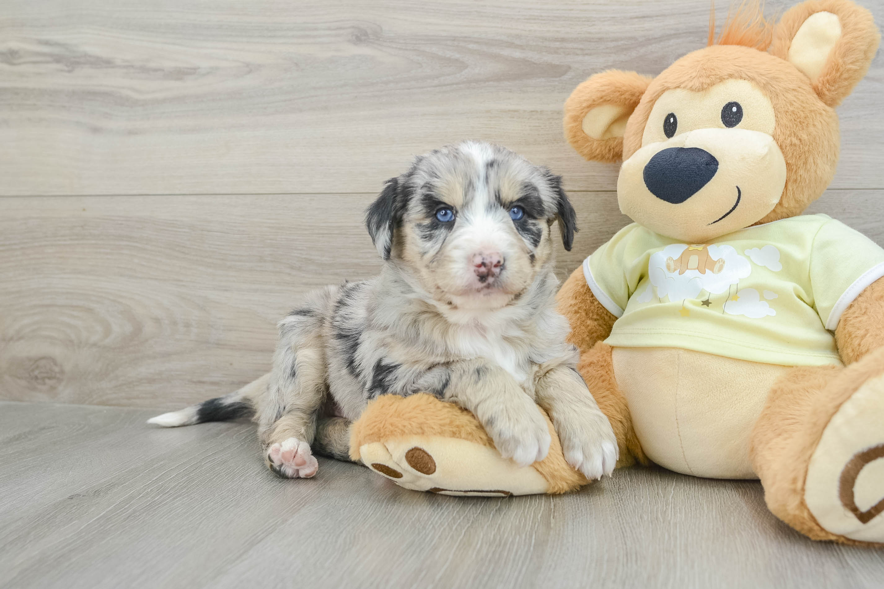 Cute Mini Huskydoodle Poodle Mix Pup