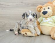 8 week old Mini Huskydoodle Puppy For Sale - Premier Pups