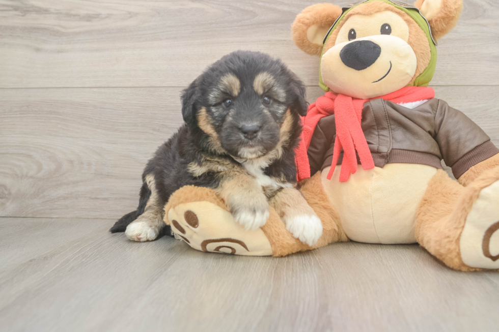 Mini Huskydoodle Pup Being Cute