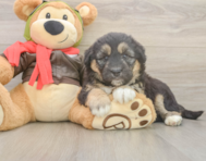 5 week old Mini Huskydoodle Puppy For Sale - Premier Pups