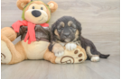 Cute Huskypoo Poodle Mix Puppy
