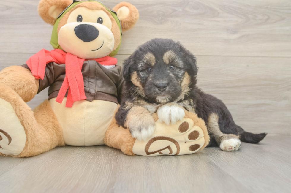 5 week old Mini Huskydoodle Puppy For Sale - Premier Pups