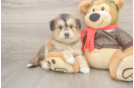 Cute Mini Huskydoodle Baby
