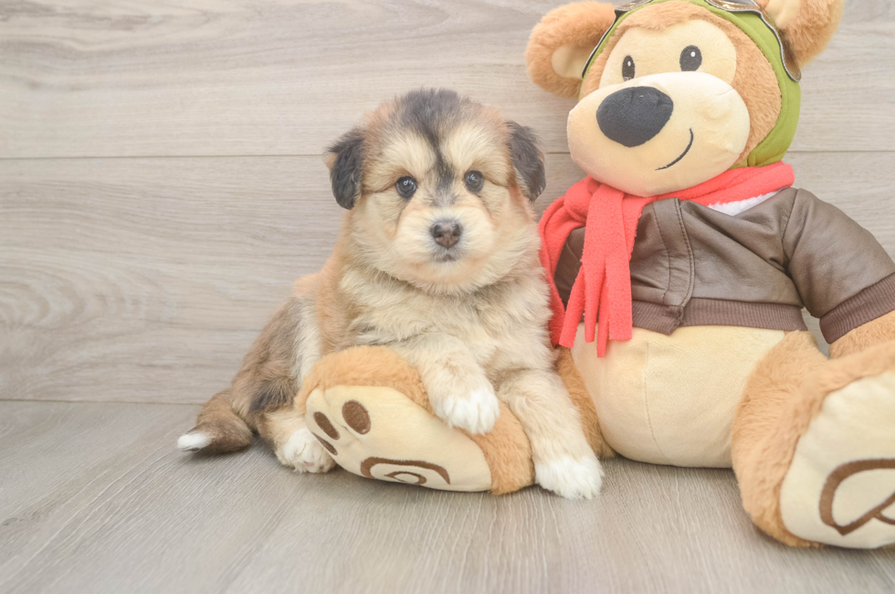 5 week old Mini Huskydoodle Puppy For Sale - Premier Pups