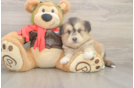 Mini Huskydoodle Puppy for Adoption