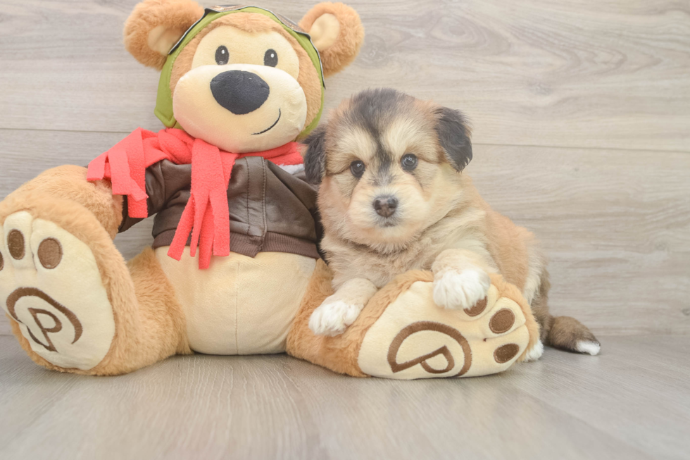 Mini Huskydoodle Puppy for Adoption