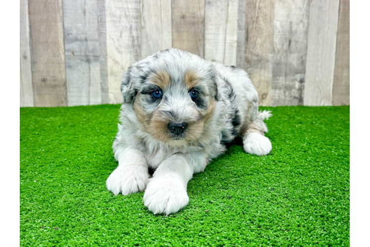 Cute Mini Huskydoodle Poodle Mix Pup