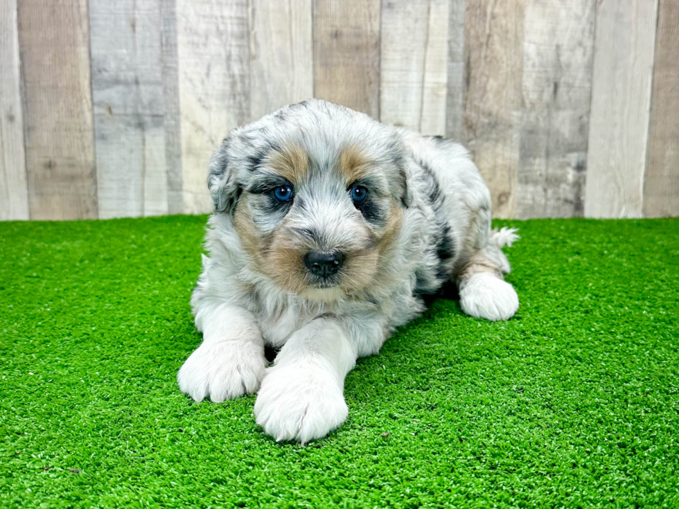 Cute Mini Huskydoodle Poodle Mix Pup