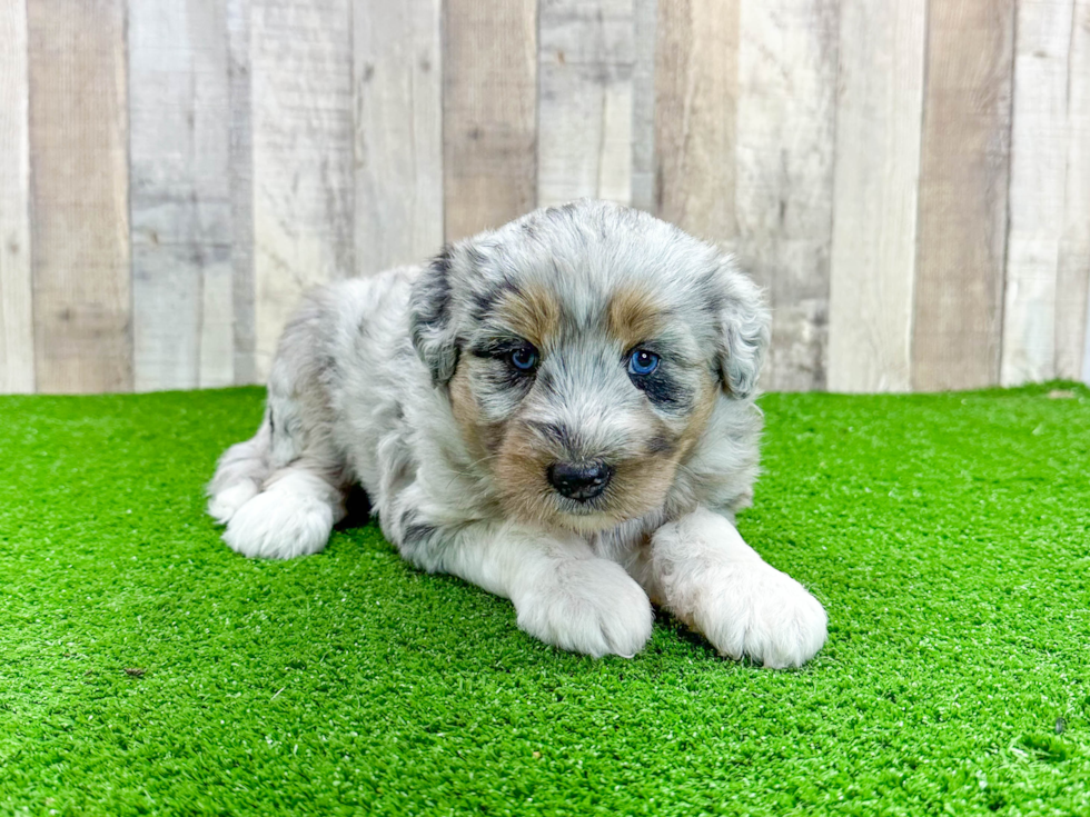 Cute Mini Huskydoodle Baby