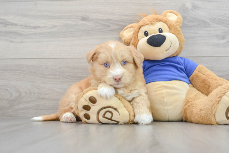 Cute Mini Huskydoodle Poodle Mix Pup