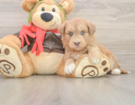 7 week old Mini Huskydoodle Puppy For Sale - Premier Pups