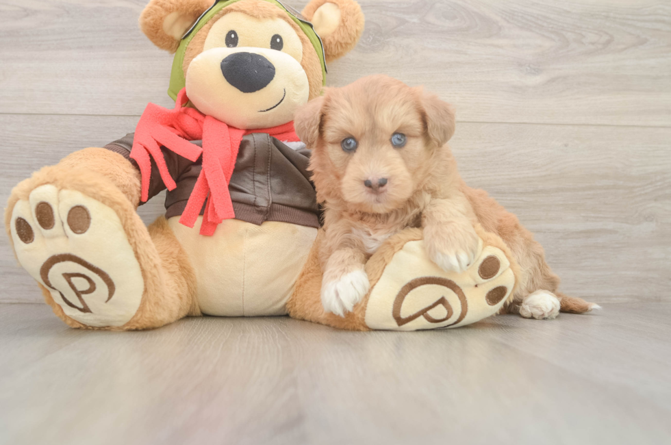5 week old Mini Huskydoodle Puppy For Sale - Premier Pups