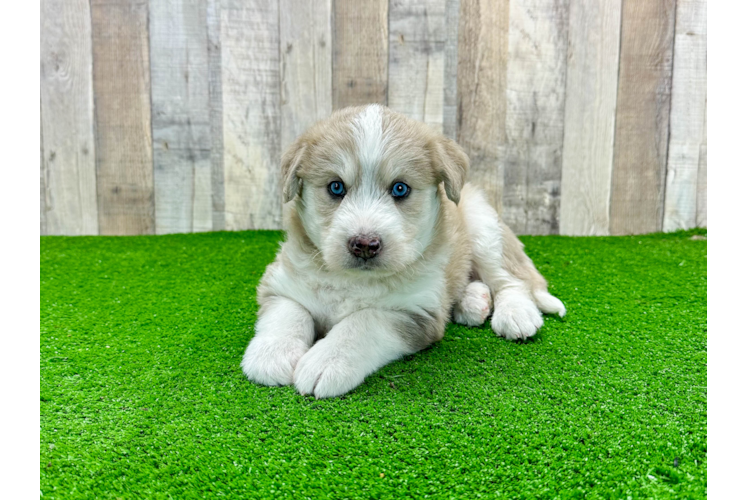 Cute Mini Huskydoodle Poodle Mix Pup