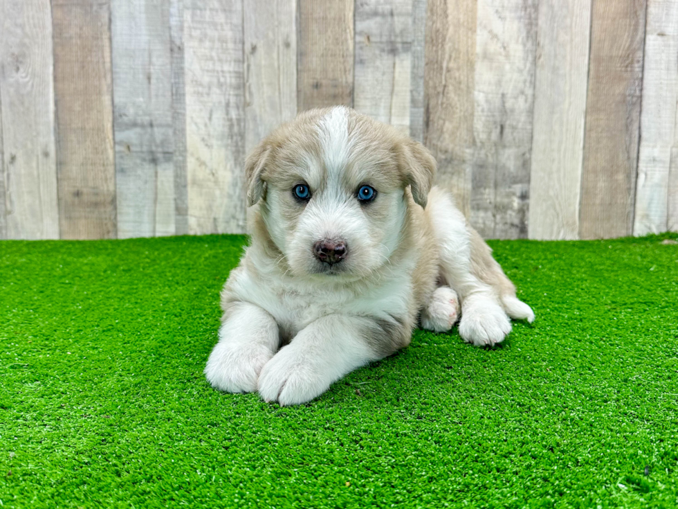 Cute Mini Huskydoodle Poodle Mix Pup