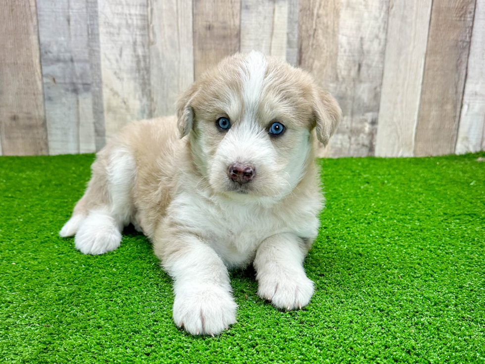 Cute Mini Huskydoodle Poodle Mix Pup