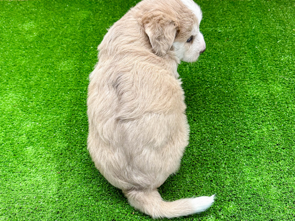 Cute Mini Huskydoodle Poodle Mix Pup