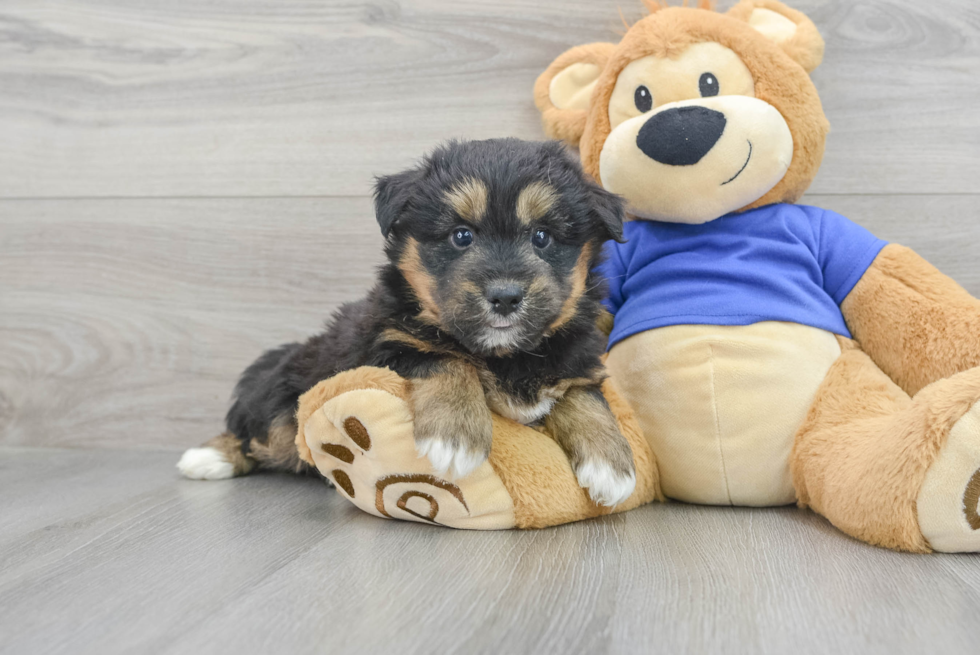 Cute Mini Huskydoodle Poodle Mix Pup