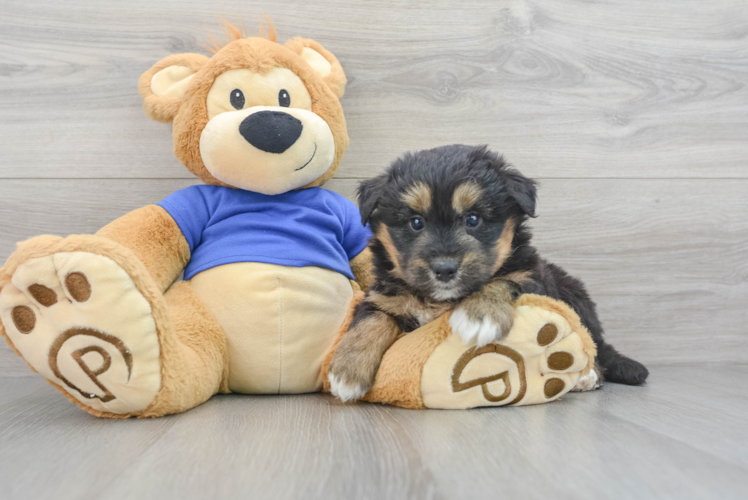 Cute Huskypoo Poodle Mix Puppy