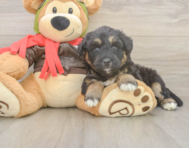 5 week old Mini Huskydoodle Puppy For Sale - Premier Pups