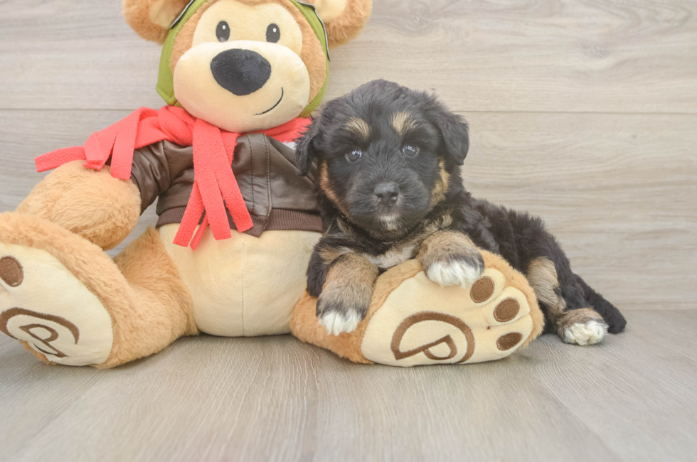 5 week old Mini Huskydoodle Puppy For Sale - Premier Pups