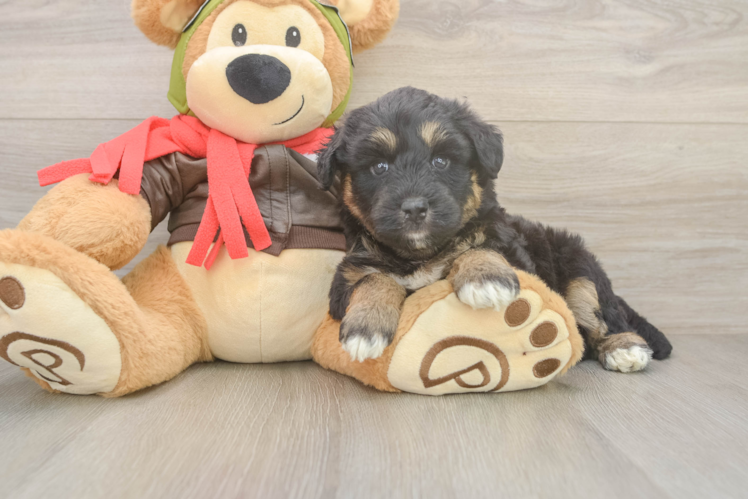 Meet Lucas - our Mini Huskydoodle Puppy Photo  1/3 - Premier Pups Mini Huskydoodle Puppy for Adoption