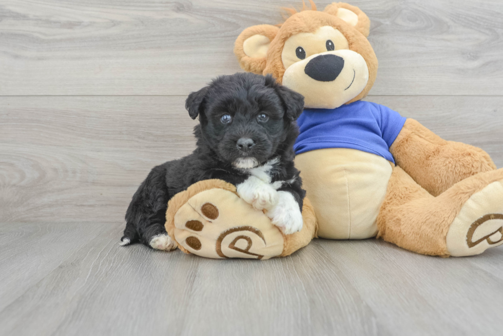 Cute Siberpoo Poodle Mix Puppy