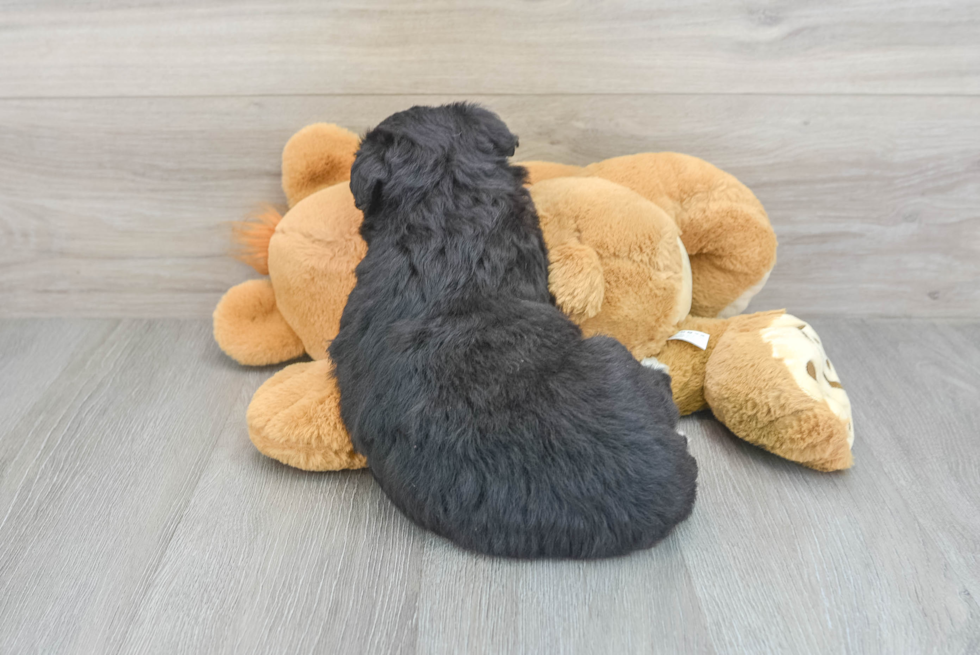 Cute Mini Huskydoodle Poodle Mix Pup