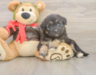 8 week old Mini Huskydoodle Puppy For Sale - Premier Pups