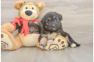 Cute Mini Huskydoodle Poodle Mix Pup