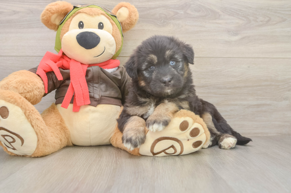 5 week old Mini Huskydoodle Puppy For Sale - Premier Pups
