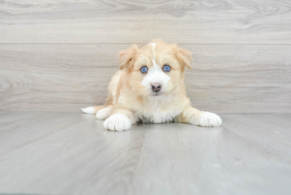 Cute Mini Huskydoodle Poodle Mix Pup