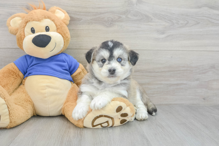 Cute Mini Huskydoodle Poodle Mix Pup