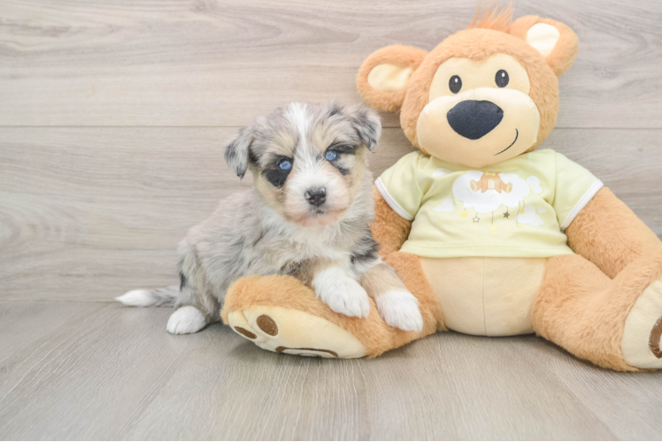 Mini Huskydoodle Puppy for Adoption