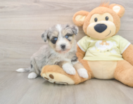 8 week old Mini Huskydoodle Puppy For Sale - Premier Pups