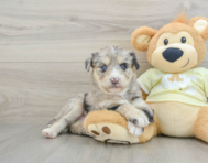 8 week old Mini Huskydoodle Puppy For Sale - Premier Pups