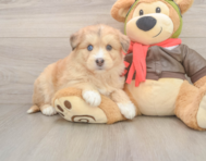 7 week old Mini Huskydoodle Puppy For Sale - Premier Pups