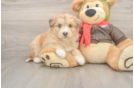 Cute Mini Huskydoodle Poodle Mix Pup